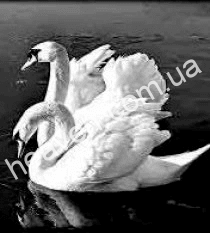 engraving 3